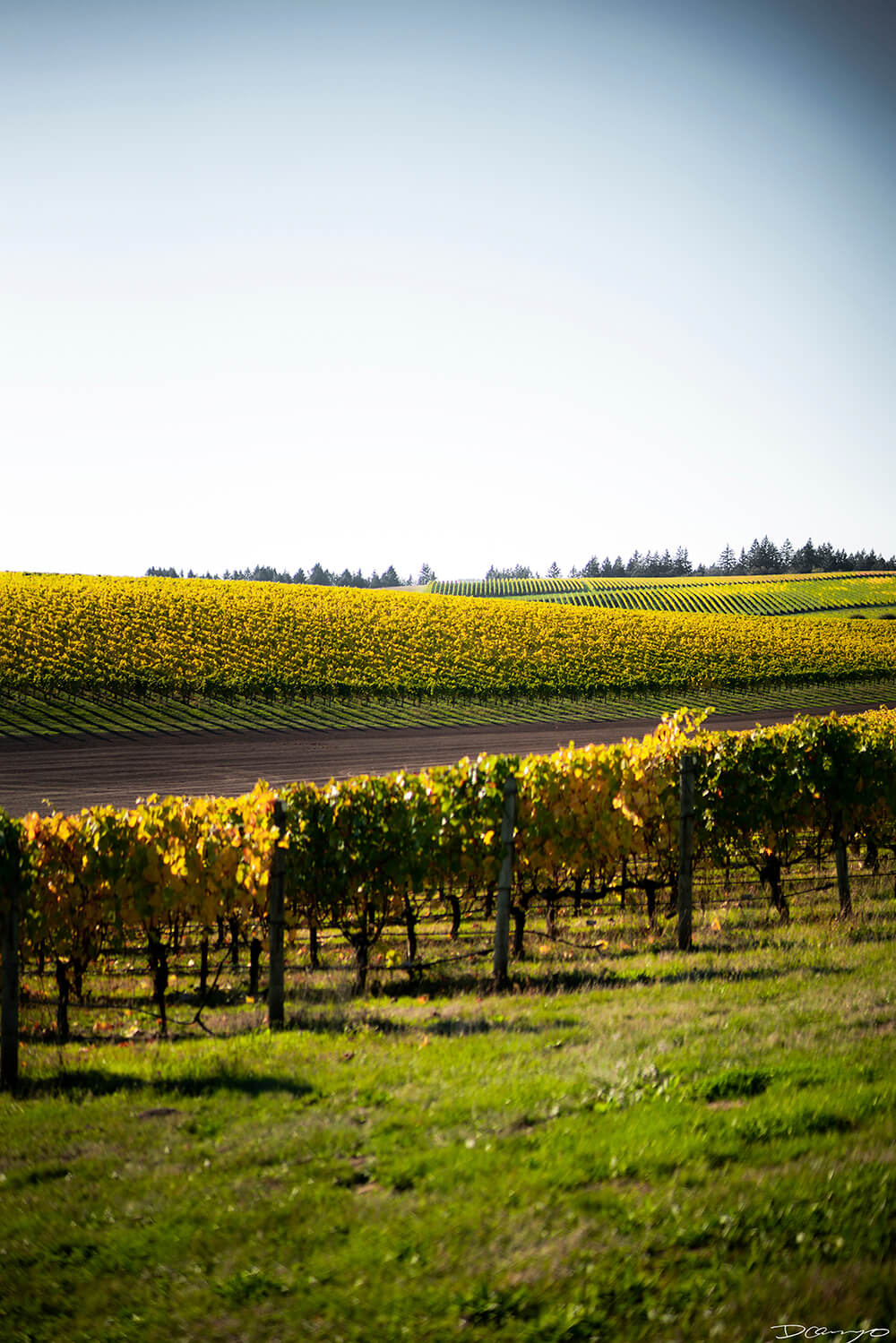 Photos with Communique Wines in McMinville, Oregon, in the Fall of 2020.